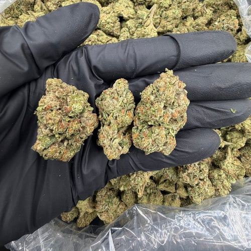 CHEMDAWG (LA) XCLUSIVE